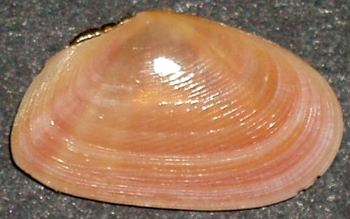 Tellina compressa (Brocchi, 1814)  - Pliocene - Astigiano